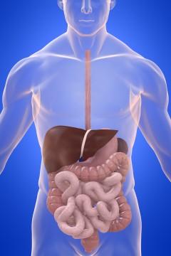 digestive tract